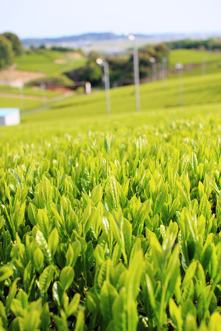 日本茶