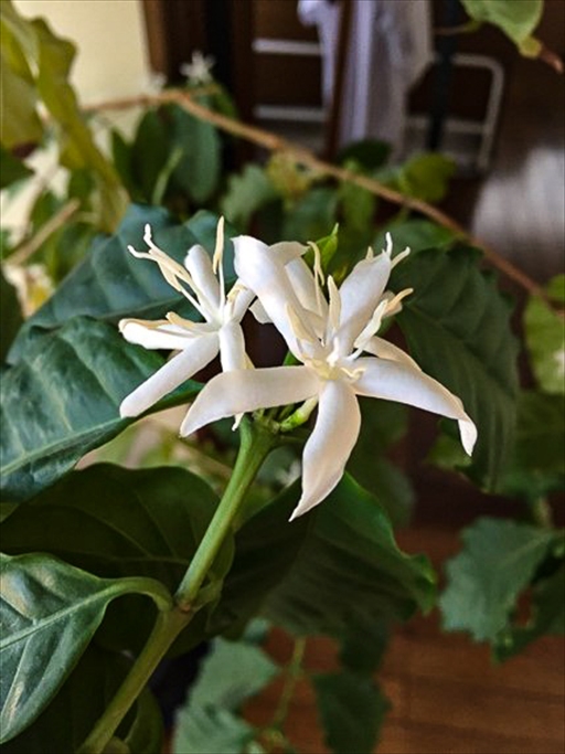 コーヒーの花