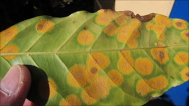 地球温暖化でコーヒー絶滅か|クシタニカフェの豆を焙煎している職人談～10話～